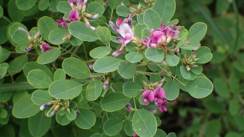 Kim tiền thảo là thảo dược được sử dụng phổ biến trong Đông y để hỗ trợ các vấn đề về thận và tiết niệu