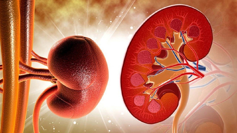 Việc sử dụng thuốc bắc không đúng cách có thể gây hại cho thận