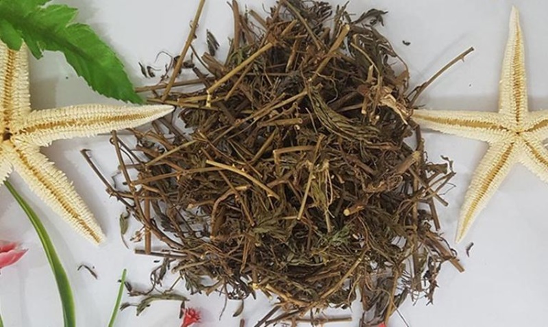 Rễ của cây xấu hổ cũng được nhiều người dùng ngâm cùng rượu với mục đích bổ máu, chống viêm nhiễm