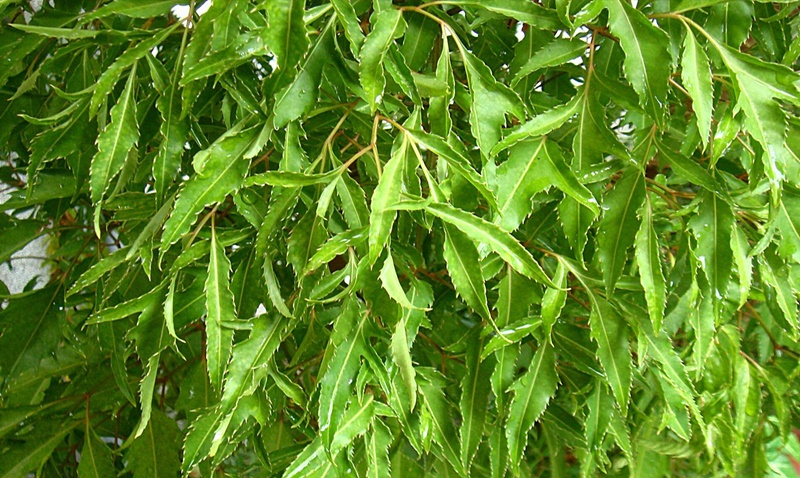 Rễ cây đinh lăng cũng thường được dùng để ngâm rượu