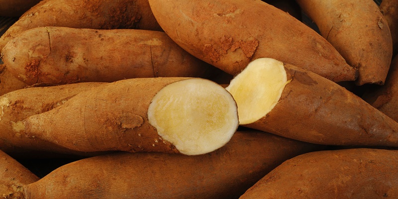 Củ sâm đất thường được trồng nhiều ở các tỉnh miền núi phía Bắc