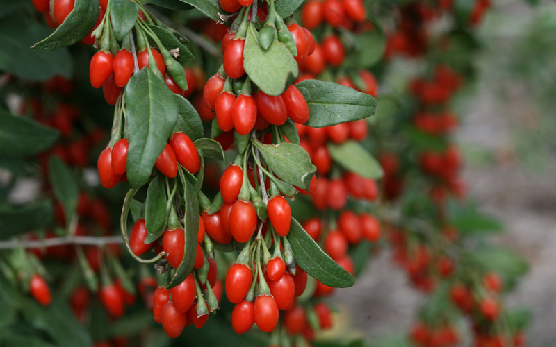 Kỷ tử là dược liệu quan thuộc giúp bồi bổ cơ thể