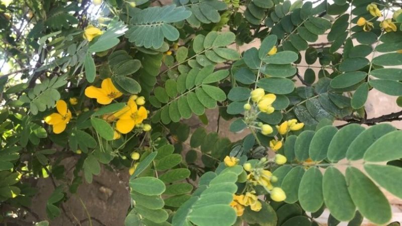 Phan tả diệp là thảo dược có tác dụng nhuận tràng mạnh