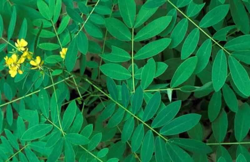 Bạn nên uống phan tả diệp vào buổi tối, sau bữa ăn khoảng 1 - 2 giờ