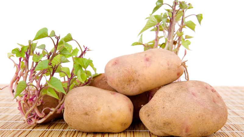 Bạn không nên ăn khoai tây đã mọc mầm