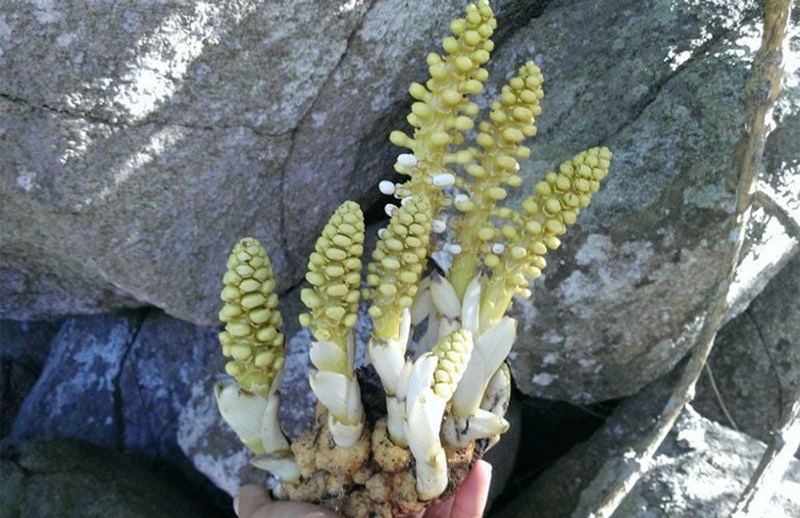 Nhục thung dung có hình dáng gần giống với cây xương rồng