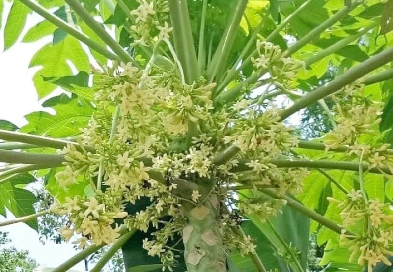 Hoa đu đủ đực