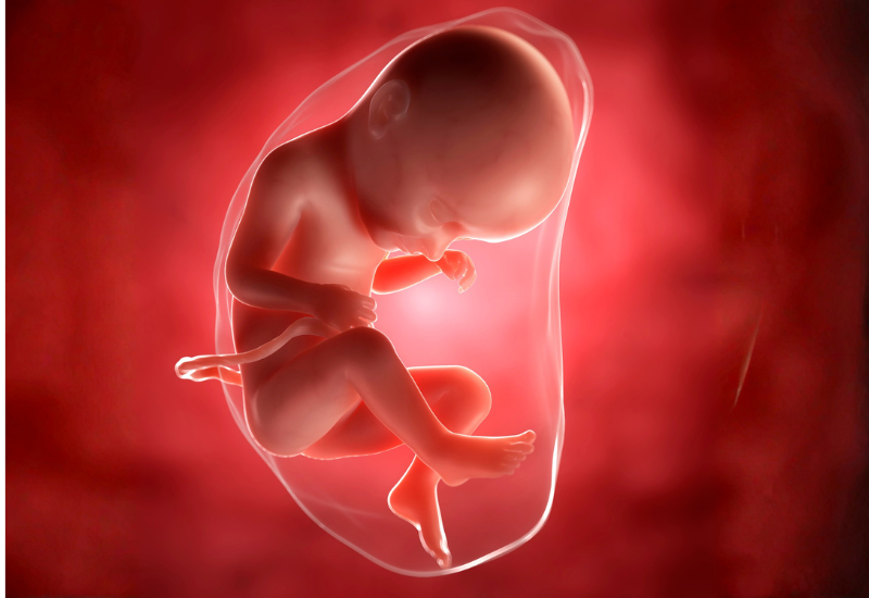 Nước ối là chất lỏng bao quanh thai nhi trong túi ối