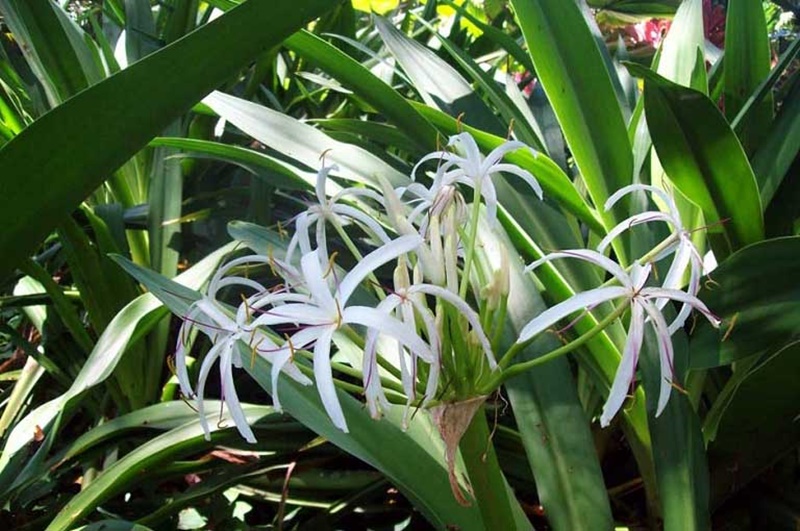 Nhiều người dùng lá náng để chữa bong gân