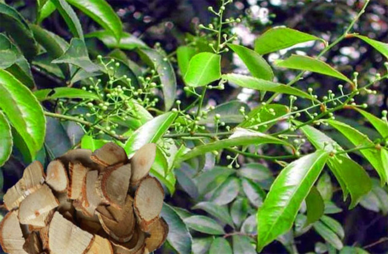 Cây xạ vàng thường dễ bị nhầm với cây xạ đen