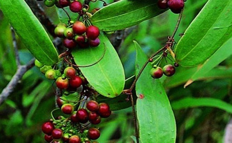 Thổ phục linh có thể được dùng trong bài thuốc tăng ham muốn cho nữ