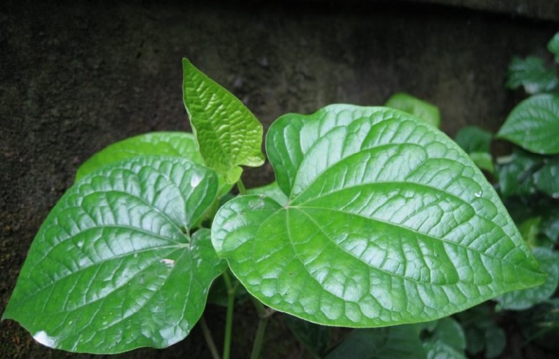 Không dùng lá lốt xông trĩ nếu hậu môn trực tràng đang có vết thương