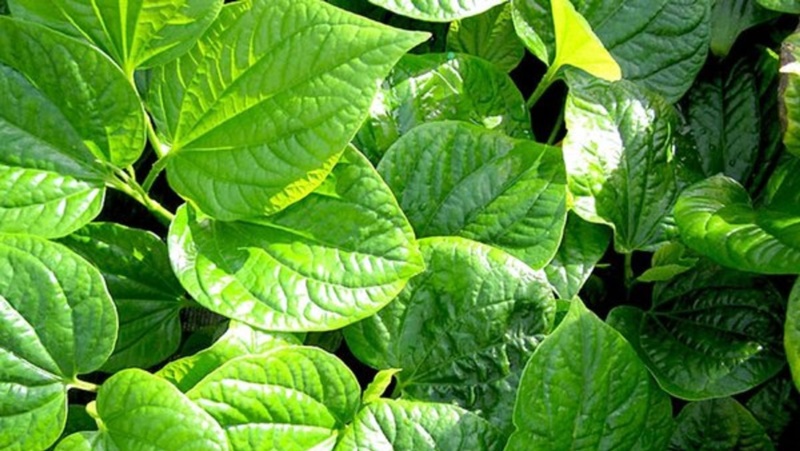 Nhiều người dùng lá lốt để chữa viêm chân răng