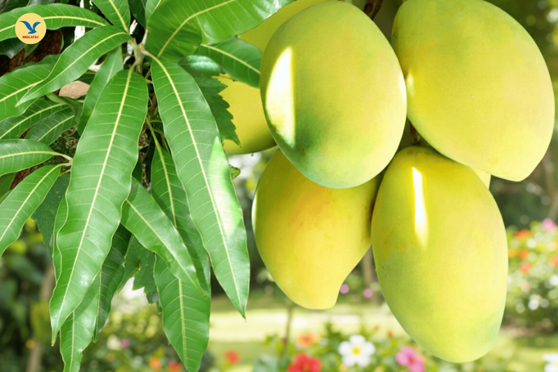 Xoài thường có vị ngọt đậm, trong khi quả muỗm mang vị chua ngọt dịu và mùi thơm đặc trưng.