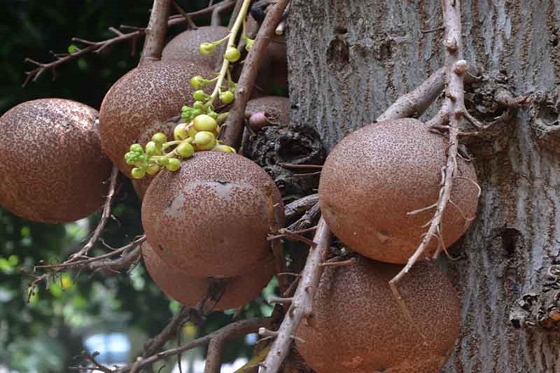 Trái sala không thể dùng như một loại thực phẩm