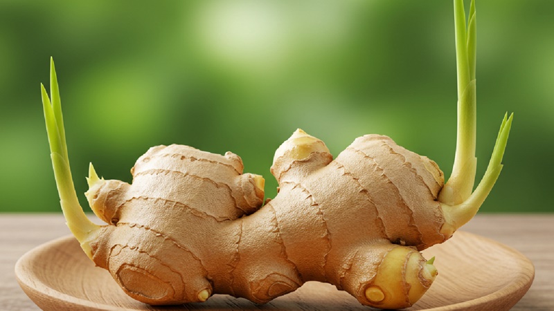 Bạn không nên ăn gừng đã mọc mầm