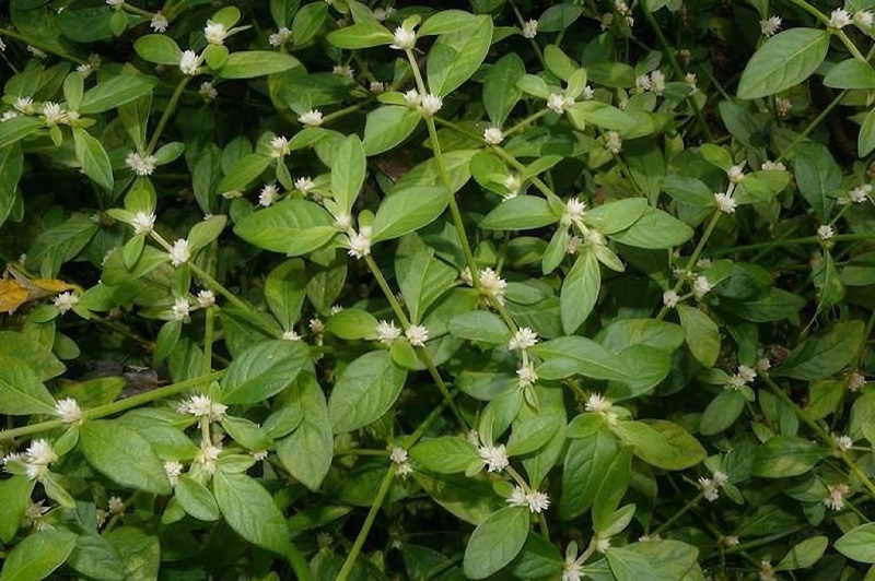 Người dùng cần chọn rau được thu hái ở khu vực không ô nhiễm