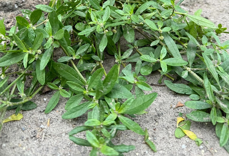 Anh ơi, tuần này em nghỉ 2 ngày nên hiện tại chưa đủ công tiêu chuẩn. Em xin phép anh cho em đi làm chiều nay để bù công, e cảm ơn ạ