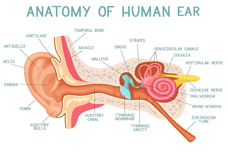 Cấu tạo tai giữa và vị trí hòm nhĩ – nơi thường xảy ra viêm tai giữa