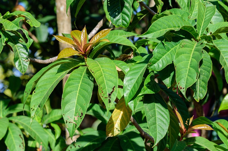 Lá lộc vừng non được người dân dùng để ăn