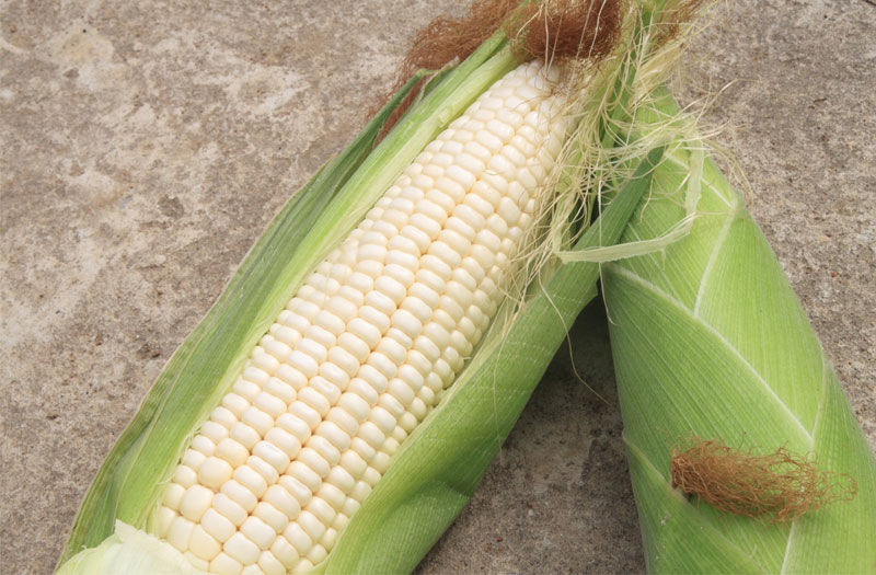 Ăn ngô nếp giúp hấp thụ dưỡng chất tốt hơn