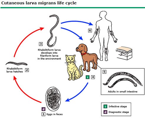 Vòng đời phát triển của ấu trùng giun móc chó/mèo. Nguồn ảnh: uptodate. 