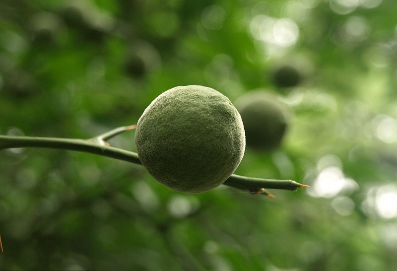 Quả trấp không chỉ là một loại quả dân dã mà còn là nguồn cung cấp một số dưỡng chất và hoạt chất có lợi nếu được dùng đúng cách.