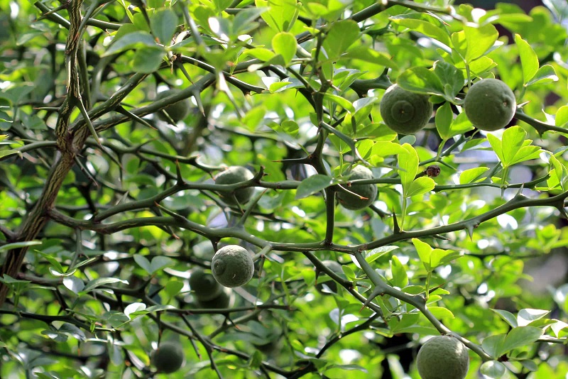 Quả trấp có kích thước vừa phải, vỏ sẫm màu khi chín, vị chát hoặc hơi đắng đặc trưng.