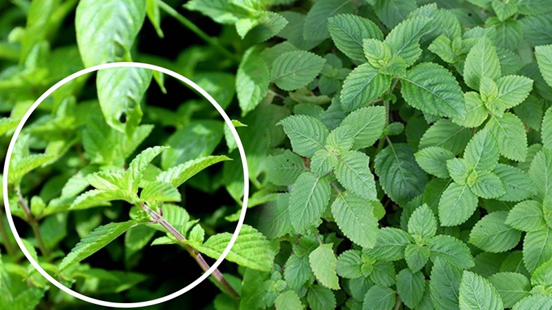 Cận cảnh lá và thân cây thạch đen