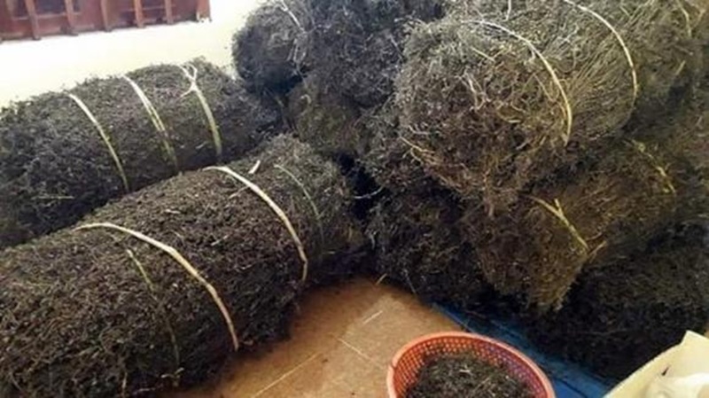 Cây thạch đen sau khi thu hái được phơi khô