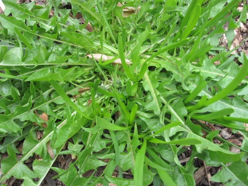 Hiệu quả của lá bồ công anh trong chữa tắc tia sữa còn phụ thuộc vào nhiều yếu tố