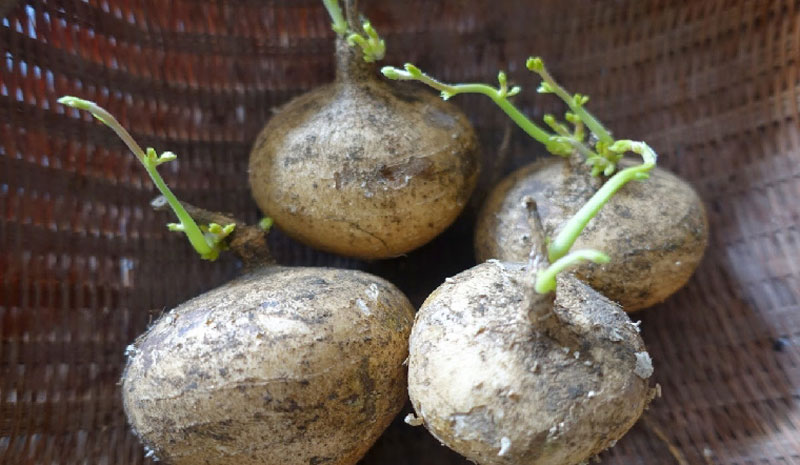 Củ đậu mọc mầm có ăn được không là thắc mắc của không ít người