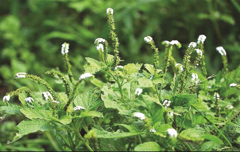 Cây vòi voi mang lại nhiều ý nghĩa trong y học cổ truyền