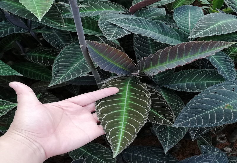 Hiệu quả của việc dùng lá khôi chữa trào ngược dạ dày chưa được kiểm chứng