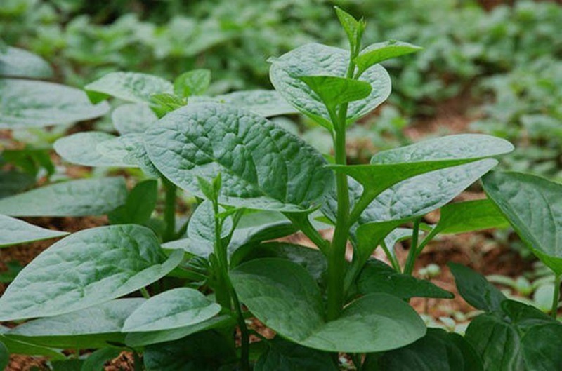 Rau mồng tơi là thực phẩm có chứa nhiều dưỡng chất