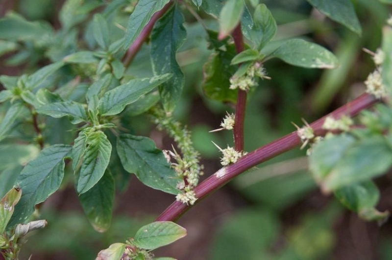 Cây dền gai được cho là có tác dụng hỗ trợ điều trị các bệnh lý đường tiết niệu