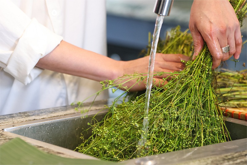 Nấu nước lá mùi già tắm làm sạch da, thư giãn tinh thần