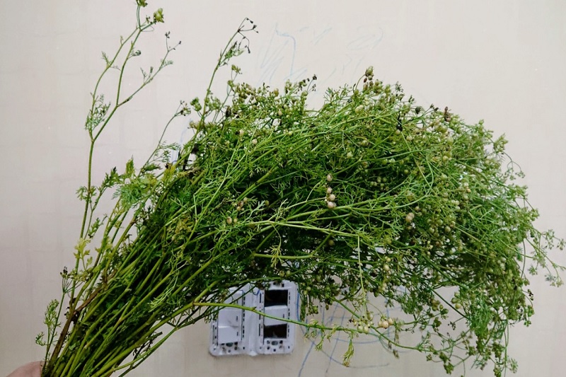 Nên chọn cây mùi đã già để tăng mùi thơm cho nước tắm