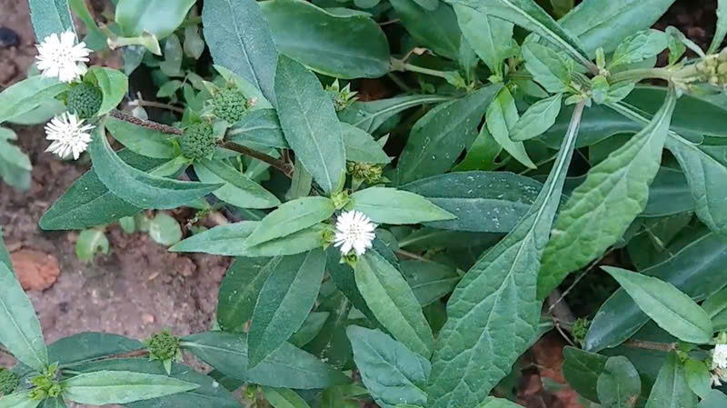 Nhiều người dùng cây cỏ mực để trị ho