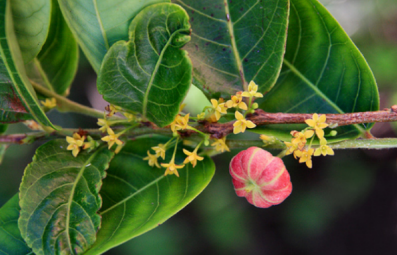 Cây bòn bọt được dân gian truyền miệng với công dụng chữa bệnh ngoài da 