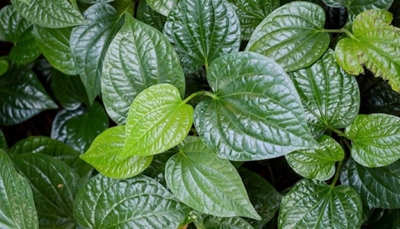 Lá lốt chỉ có tác dụng làm giảm triệu chứng bệnh trĩ