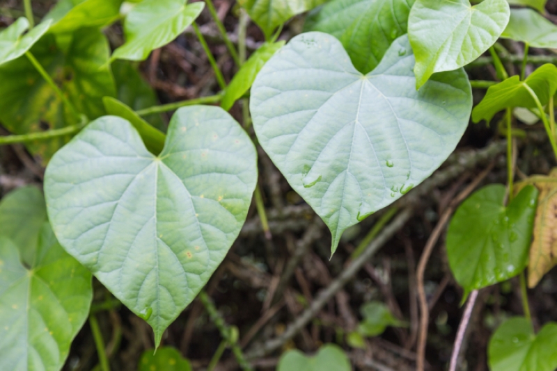 Việc tự ý sử dụng cây ký ninh có thể tiềm ẩn rủi ro đối với sức khỏe 