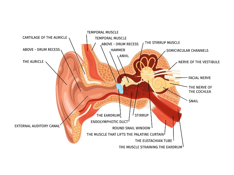 Viêm tai giữa là nguyên nhân thường gặp nhất ở các trường hợp trẻ nhỏ bị đau tai