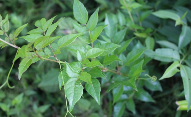 Hiệu quả của các loại cây thuốc chữa vi khuẩn HP chưa được kiểm chứng 