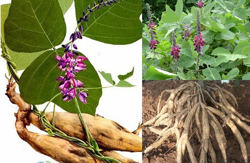 Nhận biết cây cát căn (sắn dây)