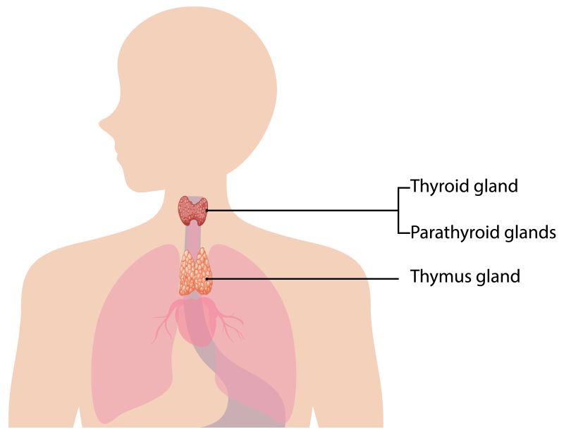 Bướu cổ là tình trạng tuyến giáp tăng kích thước bất thường