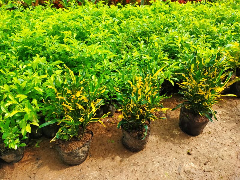 Cây ruột gà khi còn non