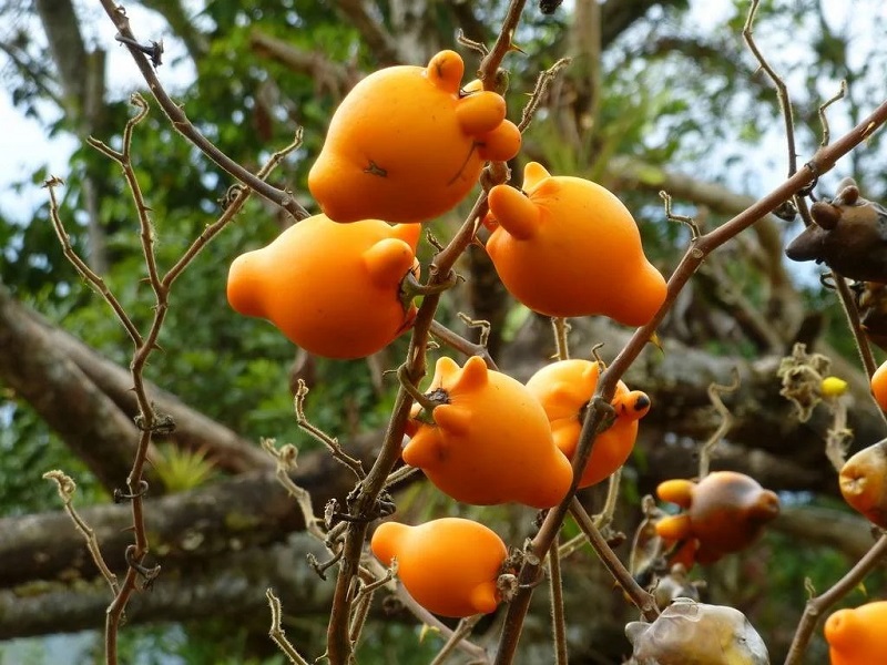 Quả dư thừa có vỏ dày, cứng, màu sắc bắt mắt