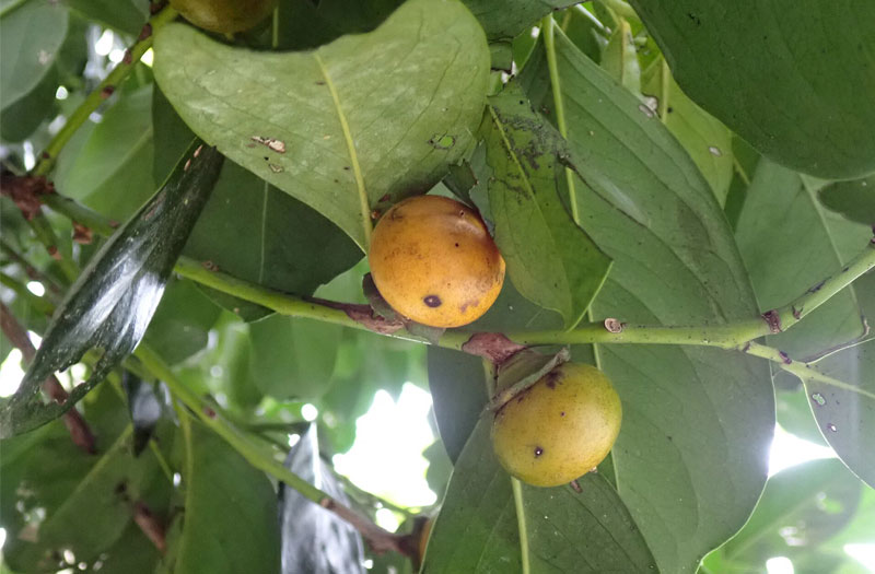 Quả cẩm thị cùng họ với quả hồng và quả thị, có tên khoa học là Diospyros maritima