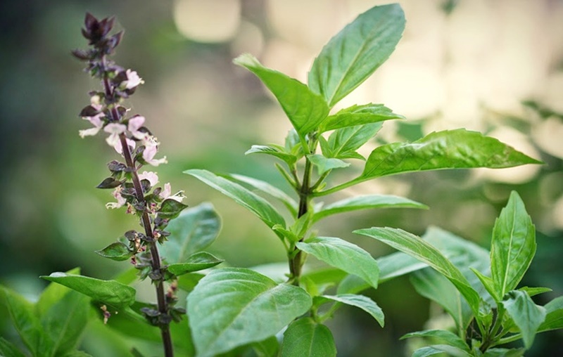 Cây húng chó rất quen thuộc với người Việt